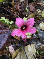 Brachychiton discolor