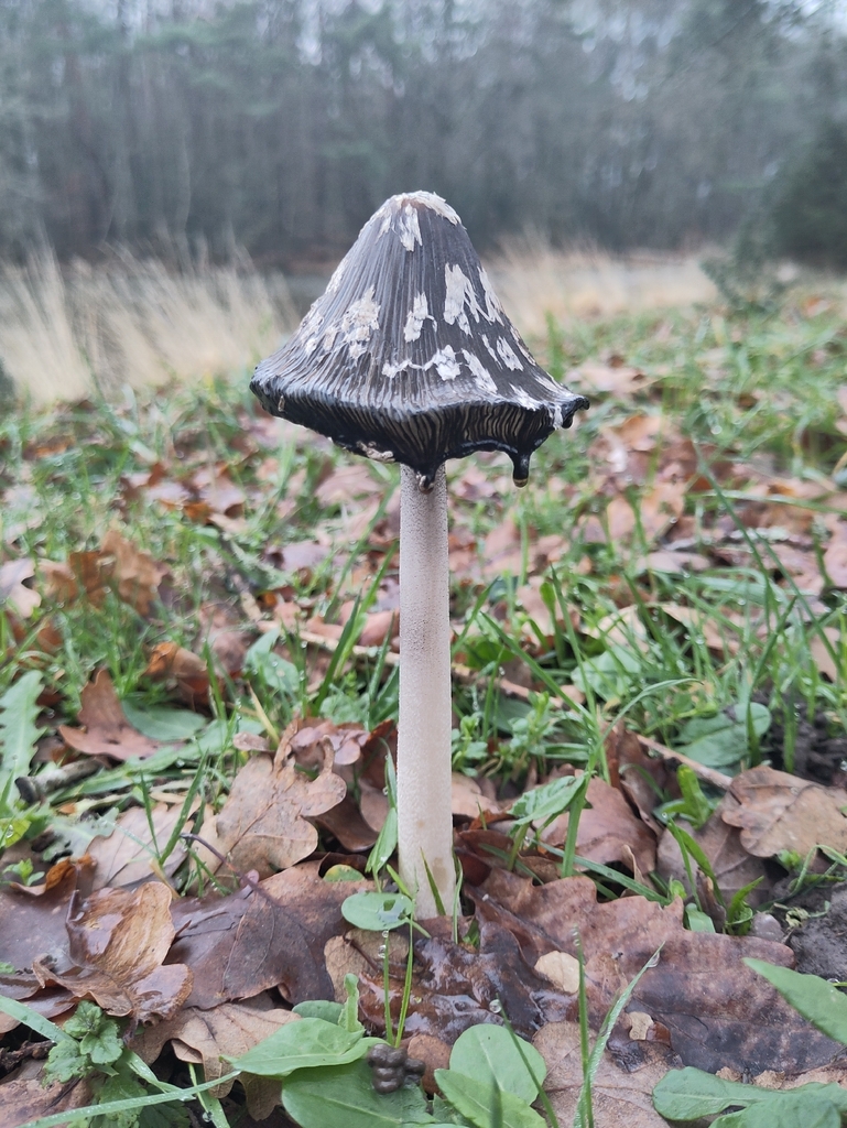 Coprinopsis picacea · December 2025 · photo: © helsu (iNaturalist, cc-by)