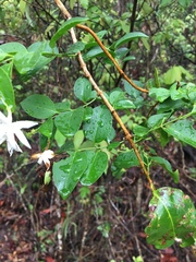 Jasminum elongatum