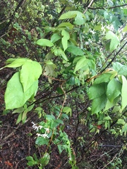 Jasminum elongatum