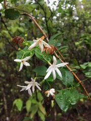 Jasminum elongatum