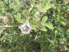 Passiflora pentaschista