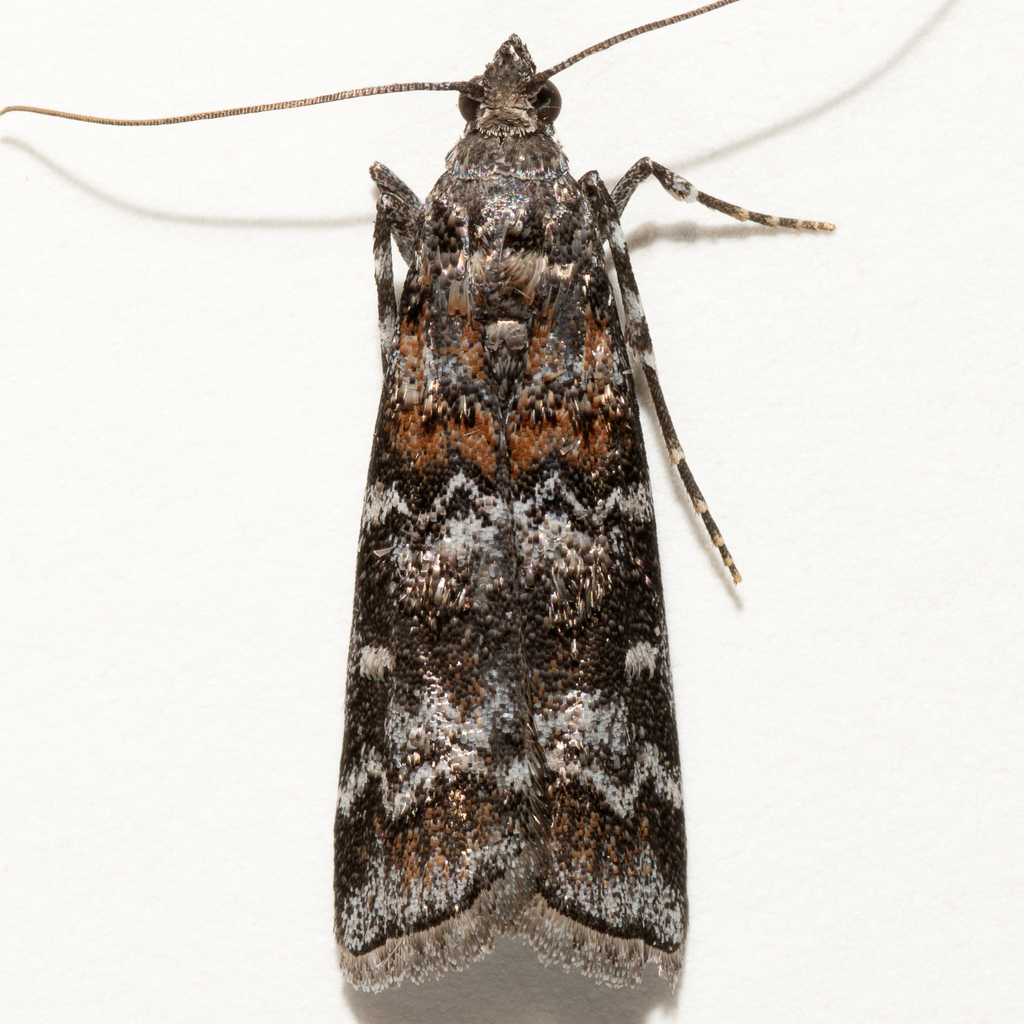 Dioryctria contortella