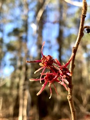 Hamamelis ovalis