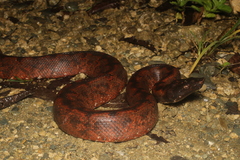 Solomon Island Ground Boa photo 1