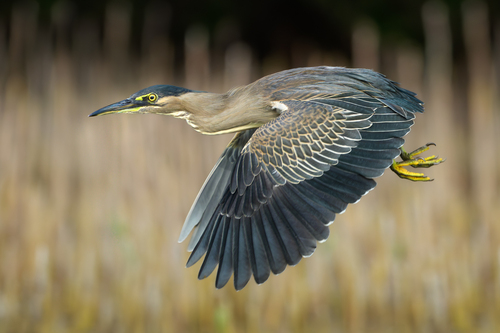 Little Heron, photo 3 of 8