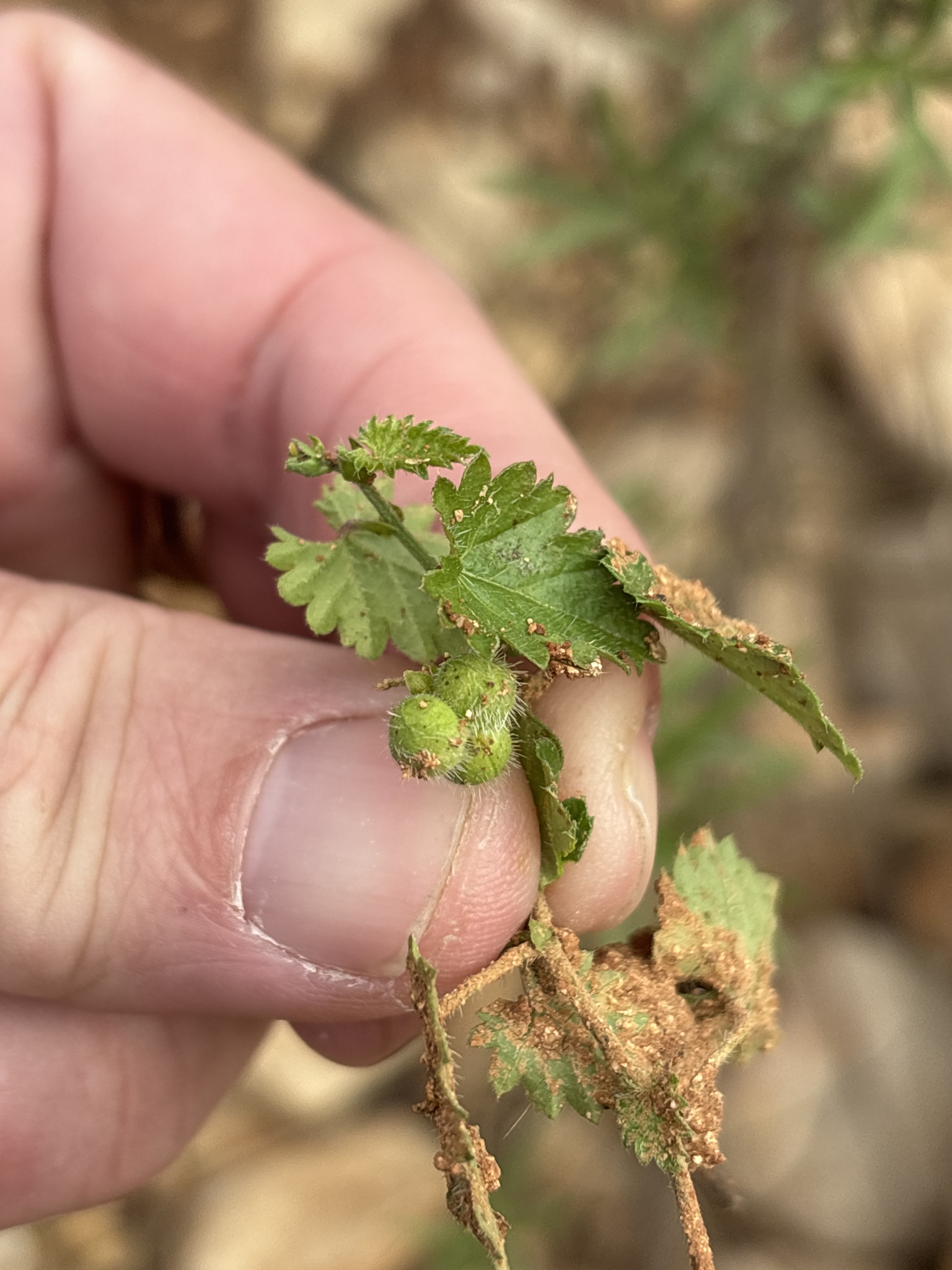 Nettleleaf Noseburn (Tragia urticifolia)
