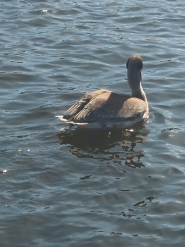 Brown Pelican