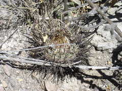Echinofossulocactus heteracanthus