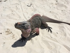 Cyclura cychlura