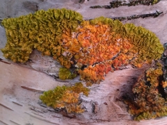 Xanthoria parietina