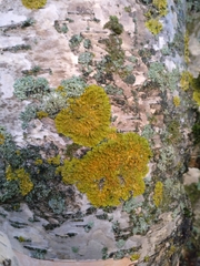 Xanthoria parietina