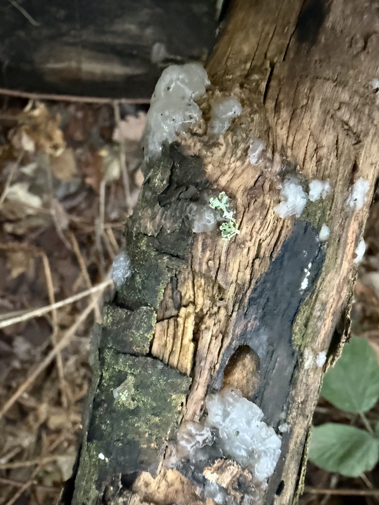 Myxarium nucleatum · December 2025 · photo: © cjoynson (iNaturalist, cc0)