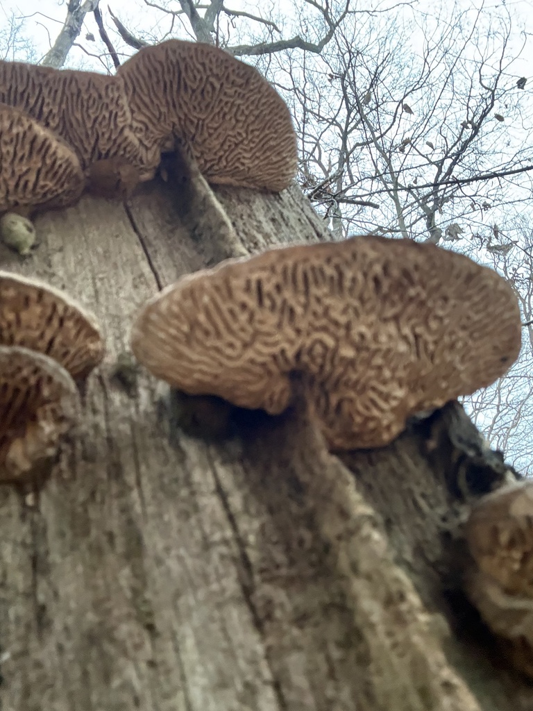 Fomitopsis quercina · December 2025 · photo: © cjoynson (iNaturalist, cc0)