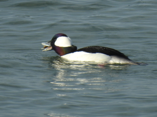 Bufflehead photographed in California