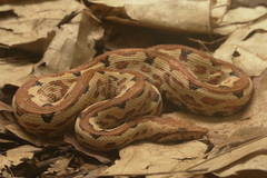 Solomon Island Ground Boa photo 5