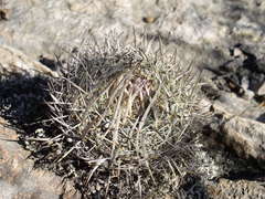 Echinofossulocactus heteracanthus