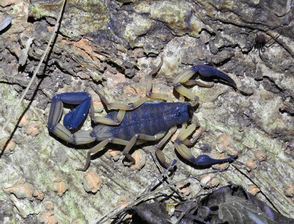 Centruroides bicolor from Puntarenas Province, Costa Rica on January 22