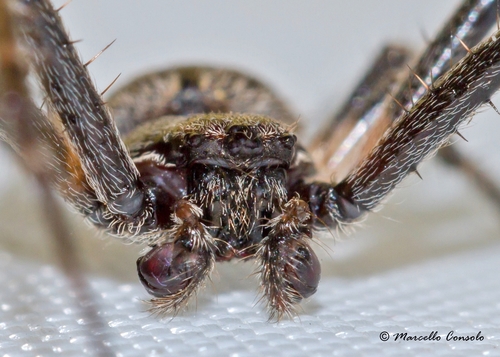 Walnut Orbweaver