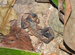 Centruroides edwardsii