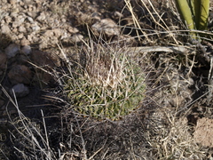 Echinofossulocactus heteracanthus