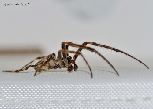 Walnut Orbweaver, photo 3 of 10
