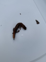 Plethodon dorsalis