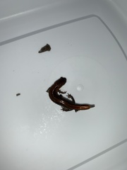 Plethodon dorsalis