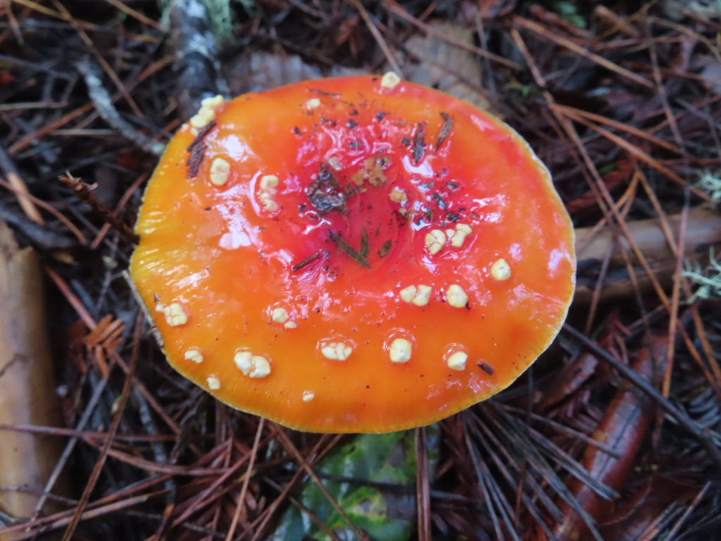 Amanita muscaria flavivolvata · December 2025 · photo: © peliken (iNaturalist, cc-by)