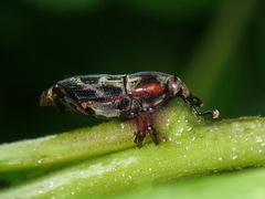 Rhodobaenus cinctus