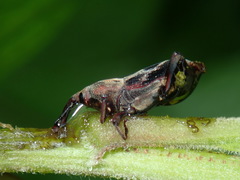 Rhodobaenus cinctus