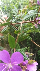 Tibouchina