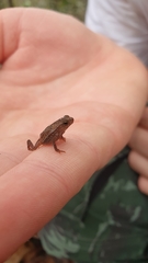 Rhinella hoogmoedi