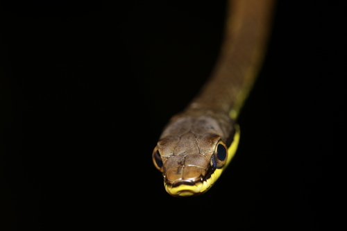 Dendrelaphis calligaster observed 2025-09-25