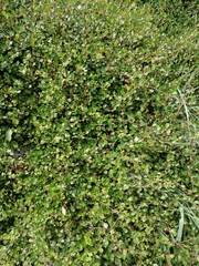 Muehlenbeckia axillaris × complexa