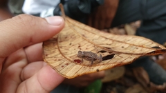 Rhinella hoogmoedi