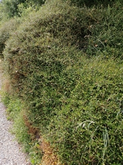 Muehlenbeckia axillaris × complexa