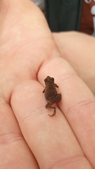 Rhinella hoogmoedi