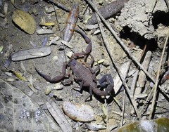 Centruroides edwardsii