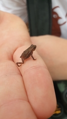 Rhinella hoogmoedi
