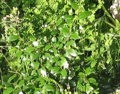 Olea europaea europaea