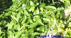 Vinca difformis