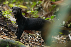 Tayra photo 4