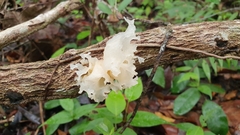 Tremella