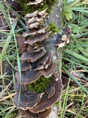 Trametes