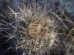 Echinofossulocactus heteracanthus