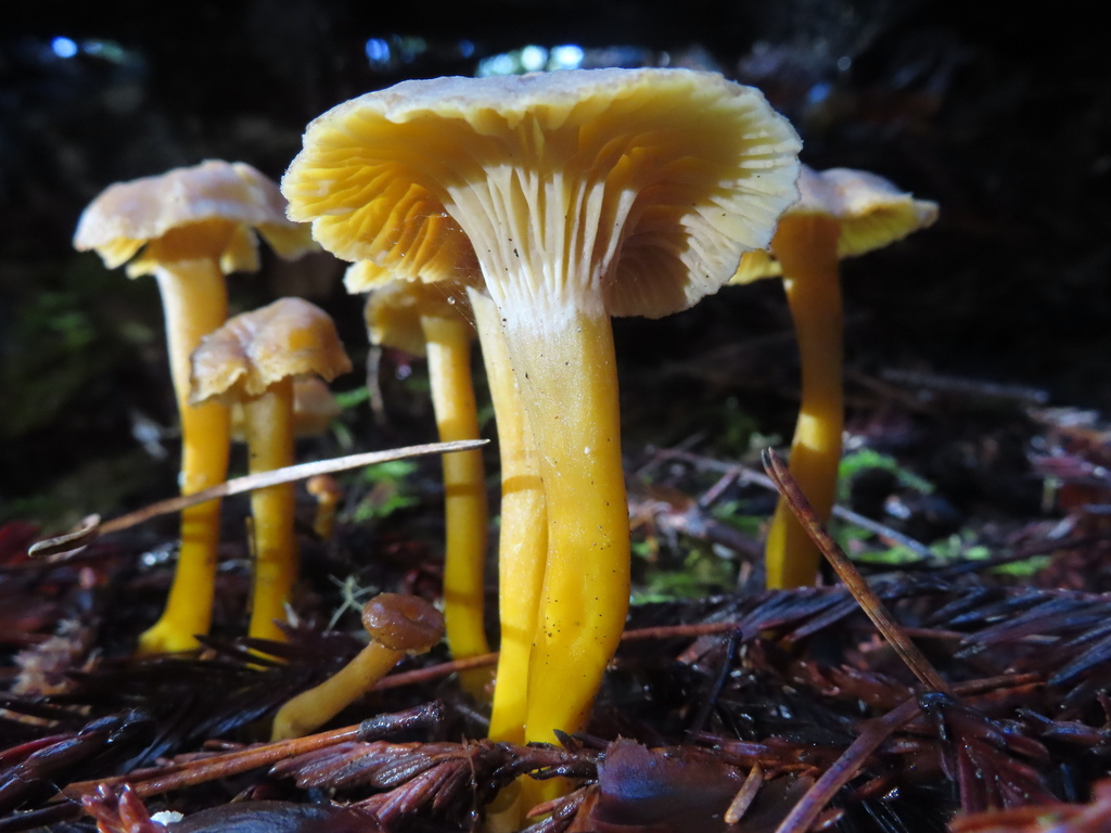 Craterellus tubaeformis · December 2025 · photo: © peliken (iNaturalist, cc-by)