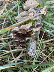 Trametes