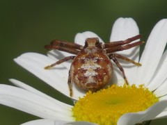 Xysticus punctatus
