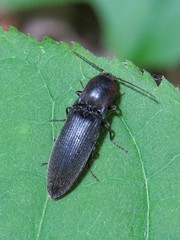 Agriotes fucosus